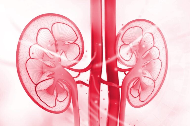 cross section of kidneys