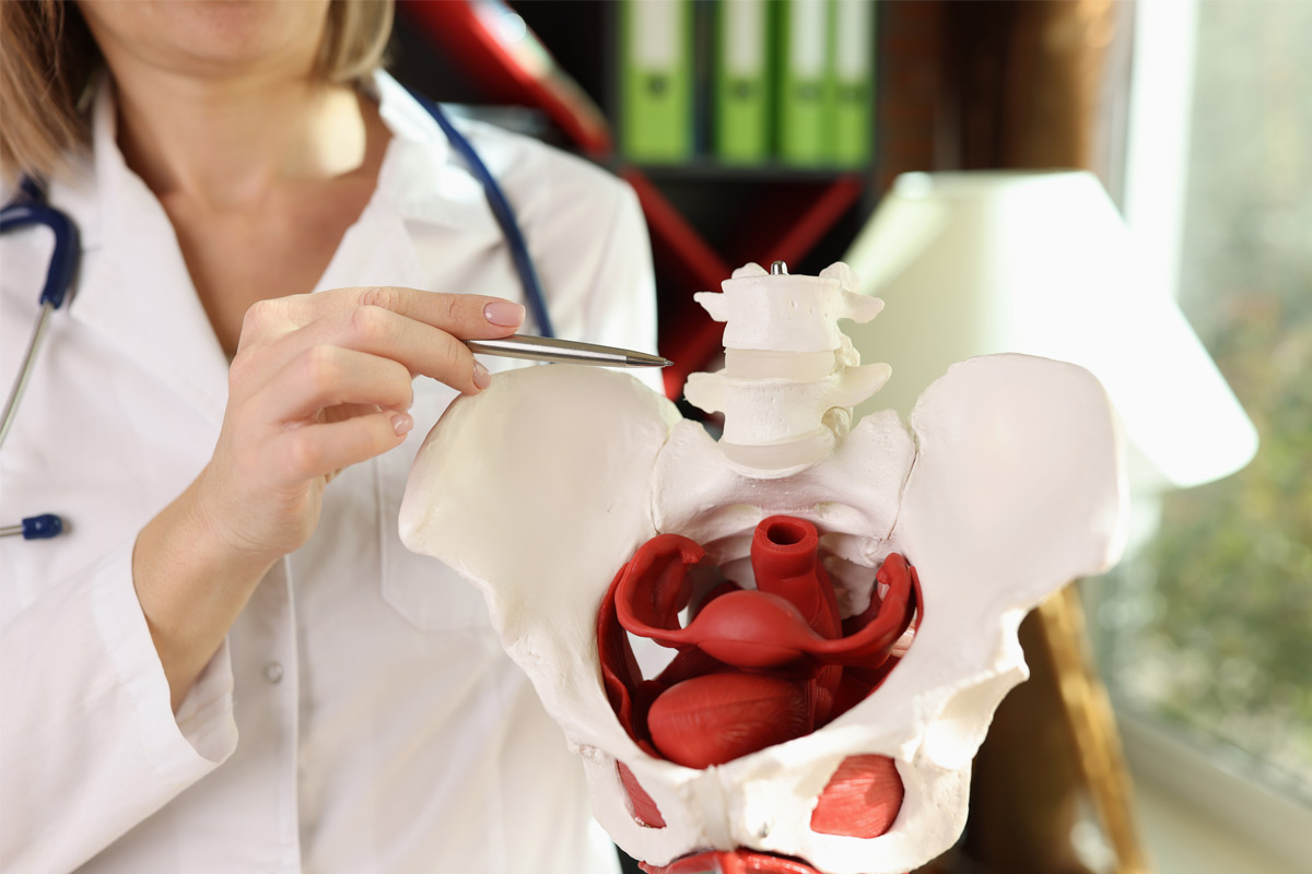 doctor showing pelvic bone area. 