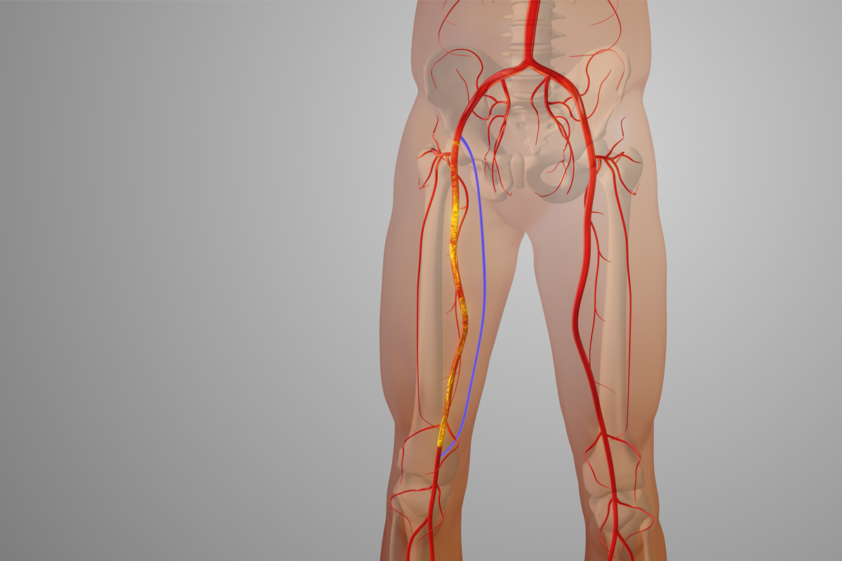 inner body look at veins