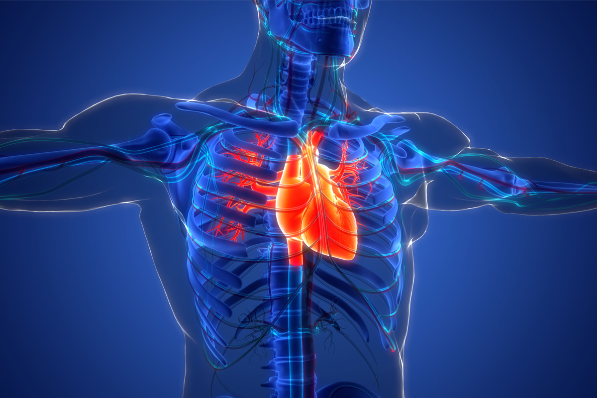 inner body look at heart