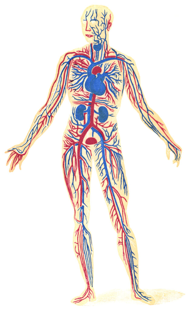 Diagram of human circulatory system