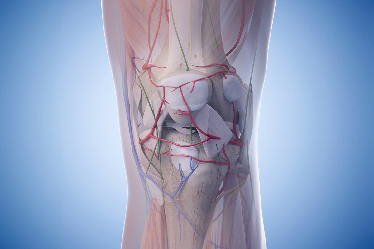 3D Xray image of a knee joint